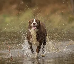 Chocolate: Chocolate border collie, Canis familiaris, Maryland