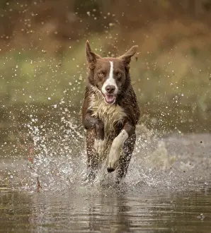 Chocolate: Chocolate border collie, Canis familiaris, Maryland