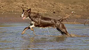101121: Chocolate border collie, Canus domesticus, Arizona
