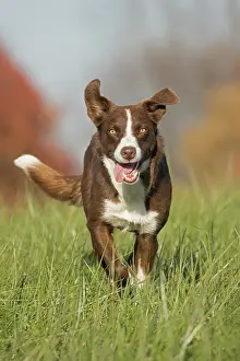 180222: chocolate border collie, Maryland