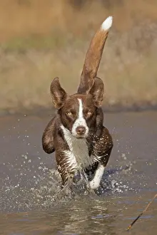180222: chocolate border collie, Maryland