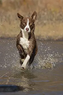 180222: chocolate border collie, Maryland