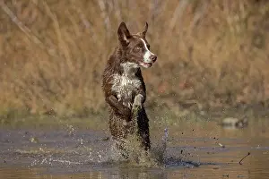 Chocolate: chocolate border collie, Maryland