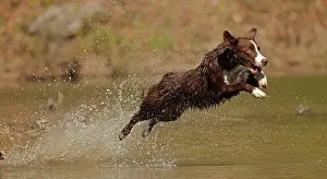 John Cancalosi: chocolate border collie, Maryland
