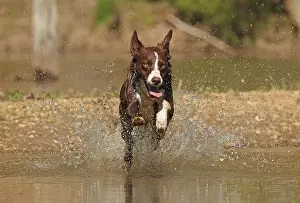 John Cancalosi: chocolate border collie, Maryland