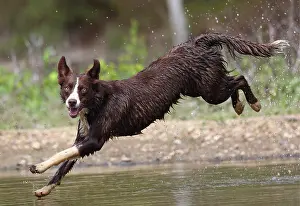 John Cancalosi: chocolate border collie, Maryland