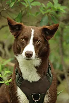 John Cancalosi: chocolate border collie, Maryland