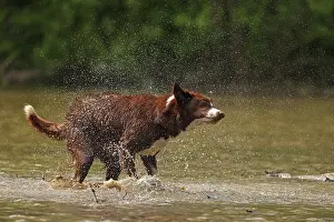 Shaking: chocolate border collie, shaking off water, Maryland