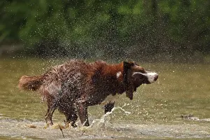 Shaking: chocolate border collie, shaking off water, Maryland