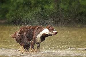 Shaking: chocolate border collie, shaking off water, Maryland