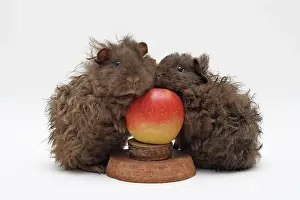 Apples: Two chocolate-brown guinea pigs, 2 months old, standing