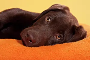 Blankets: Chocolate brown Labrador Retriever, portrait, lying