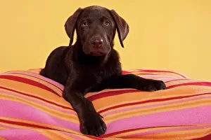 Pieces: Chocolate brown Labrador Retriever, lying on blanket