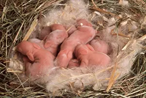 Blind: Chocolate Californian RABBITS - babies