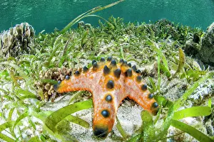 Beds: Chocolate Chip Sea Star (Protoreaster nodosus) in