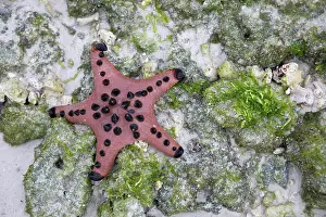 Chip: Chocolate Chip Starfish (Protoreaster nodosus) on