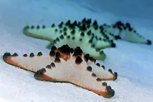 Chip: Chocolate Chip Starfish (Protoreaster nodosus) four