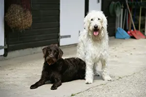 Labradoodles: Chocolate labradoodle + Cream labradoodle infront of stable