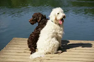 Labradoodles: Chocolate labradoodle + Cream labradoodle on wooden platform