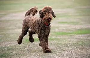Labradoodles: Chocolate labradoodle running in field