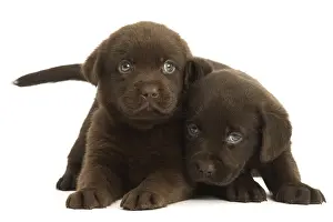 Hugging: Two Chocolate Labrador Dog, puppies