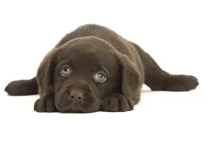 Upset: Chocolate Labrador Dog, puppy