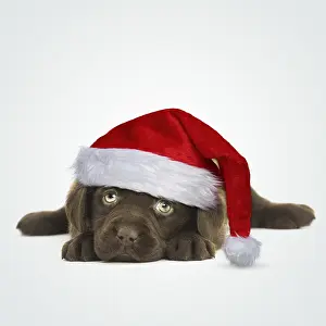 Chilling: Chocolate Labrador Dog, puppy laying down wearing