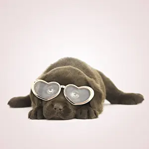 Chilling: Chocolate Labrador Dog, puppy laying down wearing