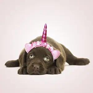 Unicorn: Chocolate Labrador Dog, puppy laying down wearing