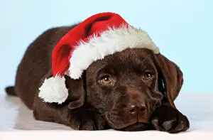 Liver: Chocolate Labrador Dog - puppy lying down wearing