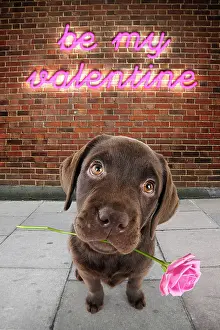 Neon: Chocolate Labrador Dog, puppy in street scene holding