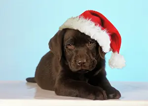 Liver: Chocolate Labrador Dog - puppy wearing Christmas hat