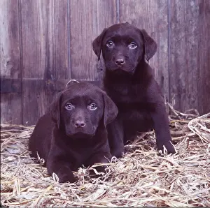 Chocolate LABRADOR DOG - x two puppies in straw