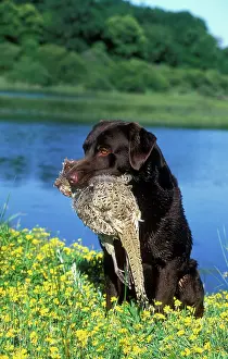Retrieving: Chocolate Labrador - with gamebird in mouth