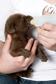 Reared: Chocolate Labrador - puppy being fed from bottle