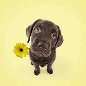 121218: Chocolate Labrador puppy sitting down holding flower