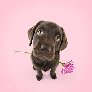 121218: Chocolate Labrador puppy sitting down holding flower