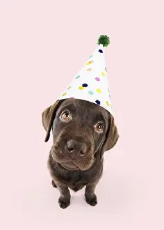 260319: Chocolate Labrador puppy sitting down wearing
