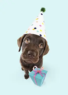 Presents: Chocolate Labrador puppy sitting down wearing