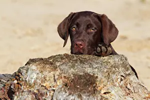 300517: Chocolate Labrador Retriever, female, five months