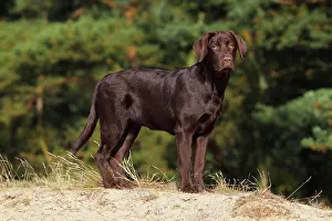 300517: Chocolate Labrador Retriever, female, five months