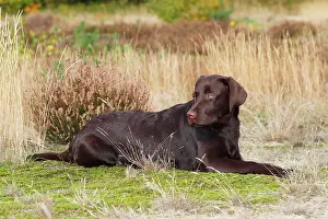 300517: Chocolate Labrador Retriever, female, five months