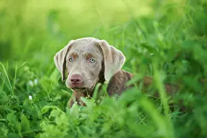 Explore: Chocolate Labrador Retriever, lying on a meadow