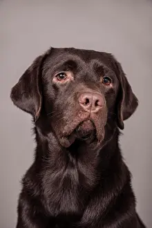 Loyal: Chocolate Labrador Retriever, portrait