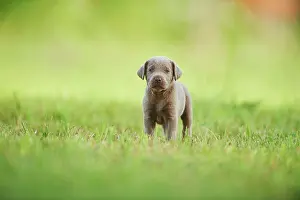 Explore: Chocolate Labrador Retriever, pup standing on a