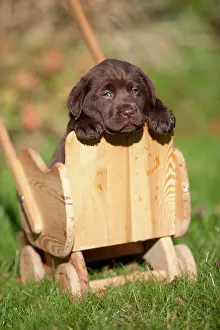 Cart: Chocolate Labrador Retriever puppy in a small wooden