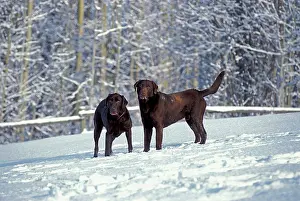 Liver: Two chocolate Labrador Retriever standing in winter