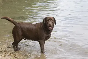 121018: Chocolate Labrador standing in water