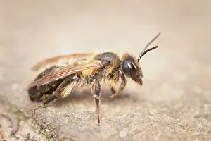 Geoff Du Feu: Chocolate Mining Bee