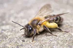 Mining: Chocolate Mining Bee - Female with foraged pollen